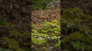 Избавляемся от сорняков надолго - Гербицид Грейдер