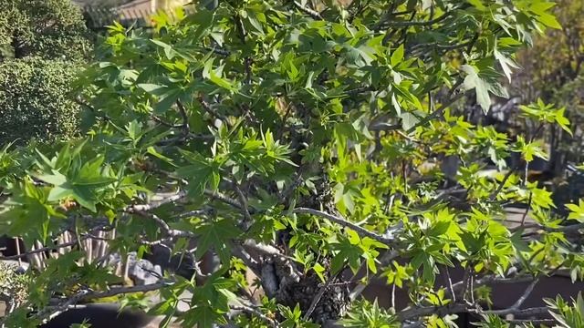 Liquidambar/sweetgum tree bonsai, February 2022 in zone 10A смотреть онлайн