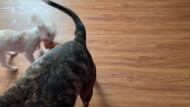 🐩🐶🐩США .НУ ТЫ НЕ СПРОСИЛ МЕНЯ . WOW YOU ASK ME. смотреть онлайн