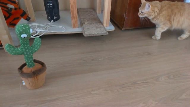 Танцующий кактус и коты)))). Делаю массаж котам смотреть онлайн