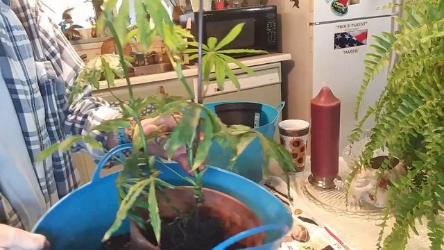 Repotting & Soil Propagation:: " Anthurium Tweed" смотреть онлайн