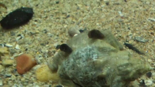 мидии передвигаются