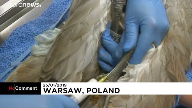 Больница для диких птиц в Варваше смотреть онлайн