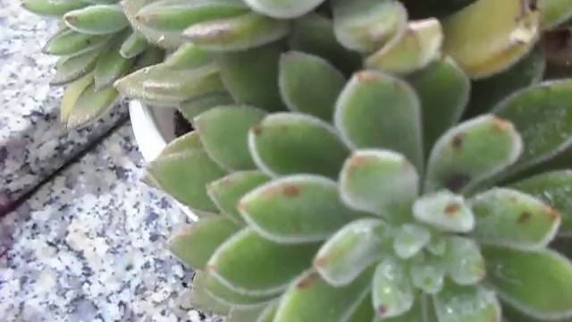 Echeveria Leuchotricha