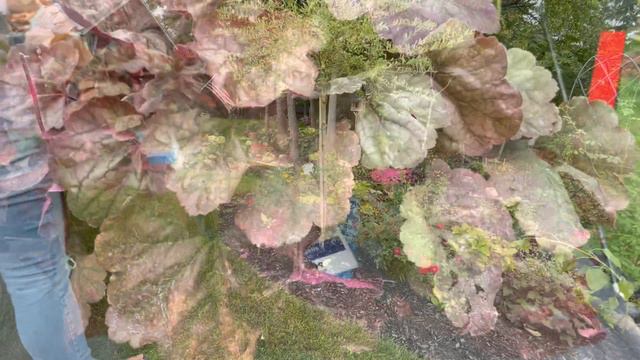 Planting 50% Off Heuchera: Pink Panther, Apricot And Carmencita 💗