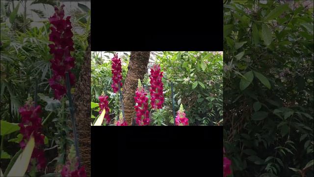 Snapdragon Plant Profile смотреть онлайн
