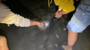 Опасная охота на крабов. Полученные раны. Каракатицы, осьминоги и скаты Средиземного моря