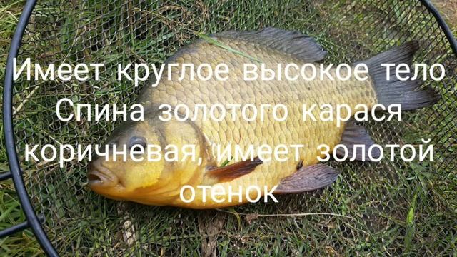 ✅Всё о золотом карасе, где живёт, как растёт, как выглядит. смотреть онлайн