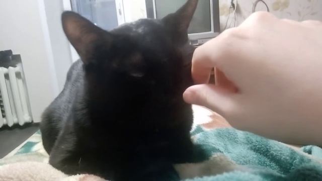 котик ласковый иногда бывает не ласковым . Советую посмотреть . Шумка кот. которебенок Шумка.