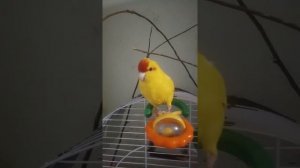 Какарик Кеша , помогите определит пол)