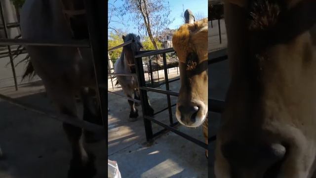 Тяжеловоз хочет все гостинцы себе! Бахчисарайский ПАРК миниатюр смотреть онлайн