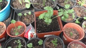 И снова ранункулюсы. Уход, полив, подкормки в апреле