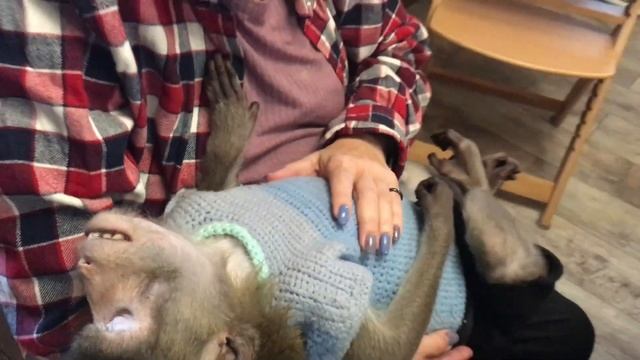 Семён_ меняем подгузник. (Домашние макаки) смотреть онлайн