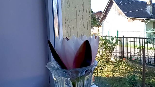 Как распускается лотос? | How the lotus blooms? | Лотос распускается | Таймлапс смотреть онлайн