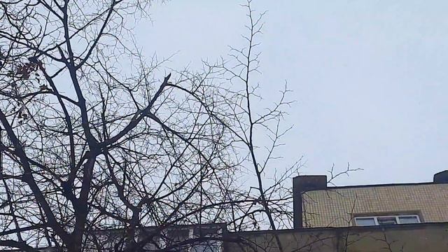 Чайки над крышей дома моего 💖 смотреть онлайн