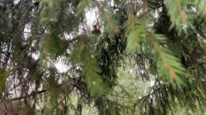 Экопривычки для школьников: чем можно помочь планете?