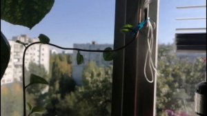 Базелла выращивание на подоконнике в почве