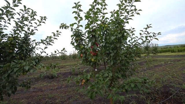 Яблоня крупномер "Китайка Керр" смотреть онлайн