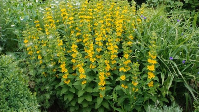 Tuto jardin: Lysimachia punctata (Lysimaque ponctuée): photos de fleurs et de plantes vivaces смотреть онлайн