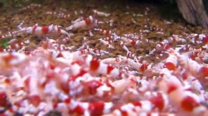 Креветки Красный Кристалл, содержание, уход, кормление, парметры воды, размножение Аквариум