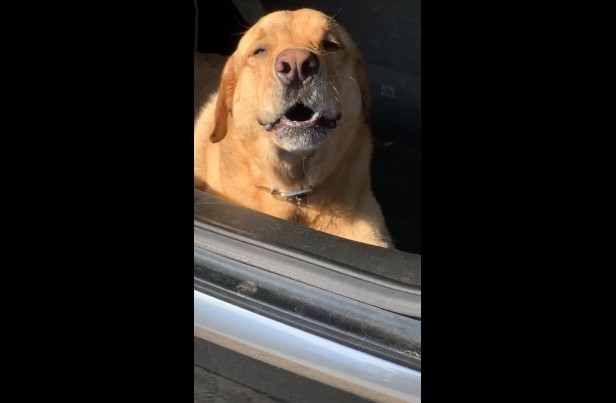 Сигнализация включилась смотреть онлайн