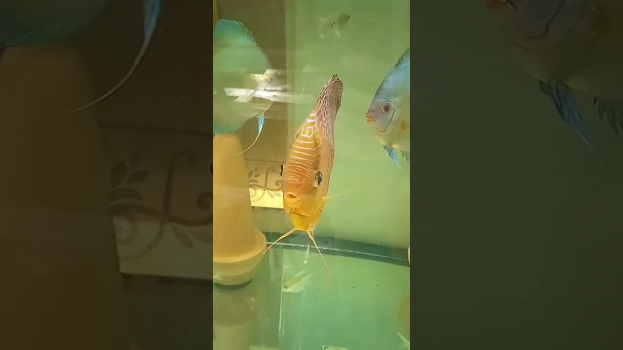 #дискусы Голубой Алмаз в новой банке #аквариум #discus #аквариумныерыбки #aquarium #разводня смотреть онлайн