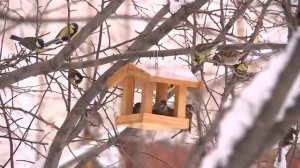 Орнитолог рассказала, чем кормить птиц зимой