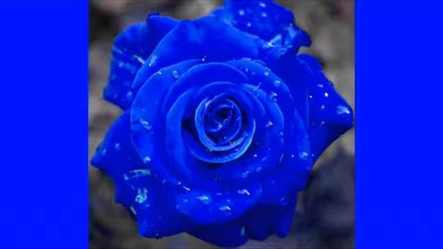 Frequenz - Синие розы