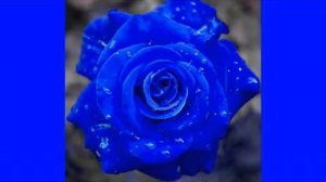 Frequenz - Синие розы