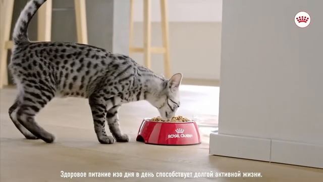 Сухой корм Royal Canin Indoor для взрослых кошек смотреть онлайн