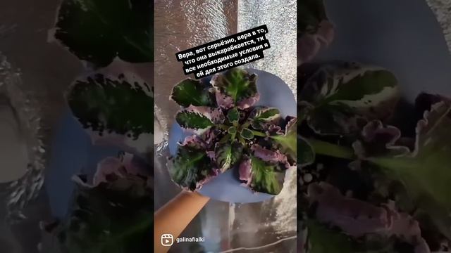 История об одной очень ценной фиалке❤ смотреть онлайн