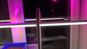 Разные приспособления для подсветки рассады на подоконнике. Кострома.