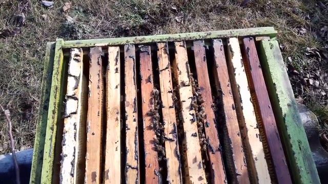 Зимовка пчел без утепления