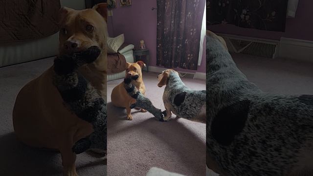 Mini Pitbull and Basset Hound sister tug of war...big bro barking in the back too! смотреть онлайн