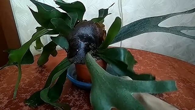 Платицериум продолжение смотреть онлайн