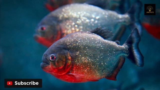 Amazon Rainforest Facts! смотреть онлайн