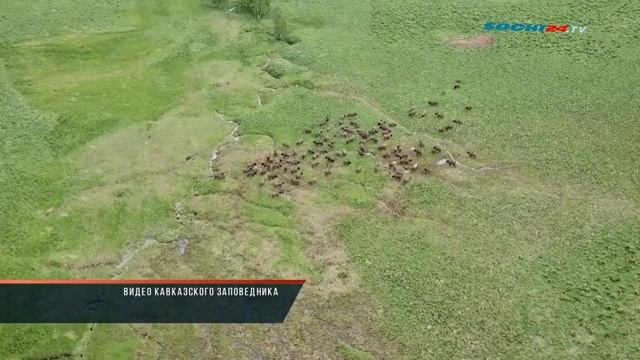 Контроль популяции зубров смотреть онлайн