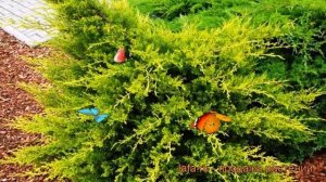 Можжевельник китайский Куривао Голд ? обзор: как сажать, саженцы можжевельника Куривао Голд