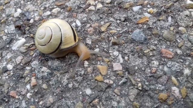 улитка смотреть онлайн