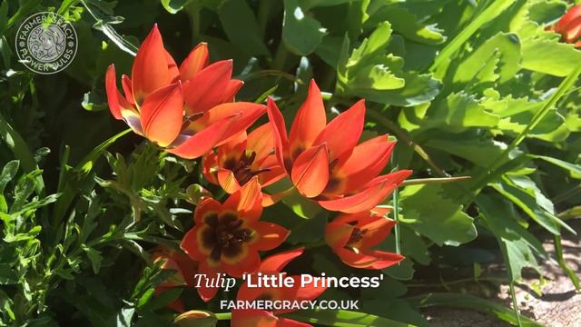 Tulip 'Little Princess' - FarmerGracy.co.uk смотреть онлайн