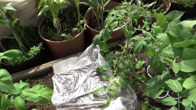 Обзор растений в теплице на 27 мая