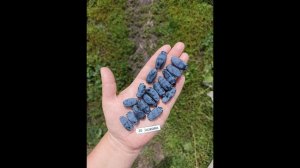 АВРОРА крупноплодный сорт жимолости