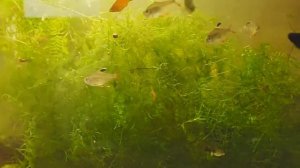 Перекись водорода против водорослей