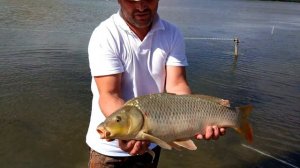 ловля сазана на енотаевке август 2016