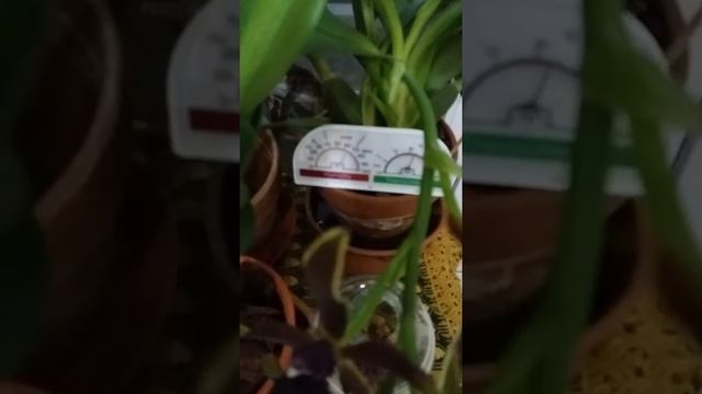 Интересный эксперимент3!Проверяем влажность воздуха вокруг онцидиума на блоке. Через 12 часов. смотреть онлайн