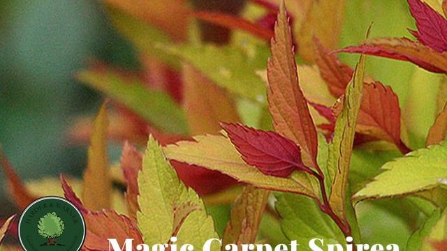Magic Carpet Spirea