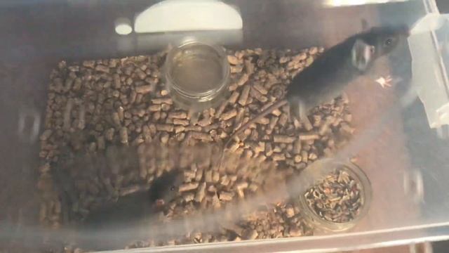 Переезд в новый большой контейнер моих крысок! Какой контейнер выбрать для крыс? Вот такой ))))) смотреть онлайн