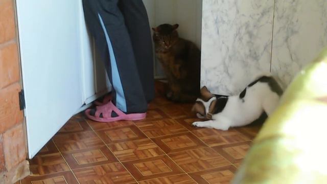 Щенок и кошка смотреть всем:) смотреть онлайн