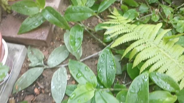 Комнатные цветы в августе| Обзор традесканций и не только!