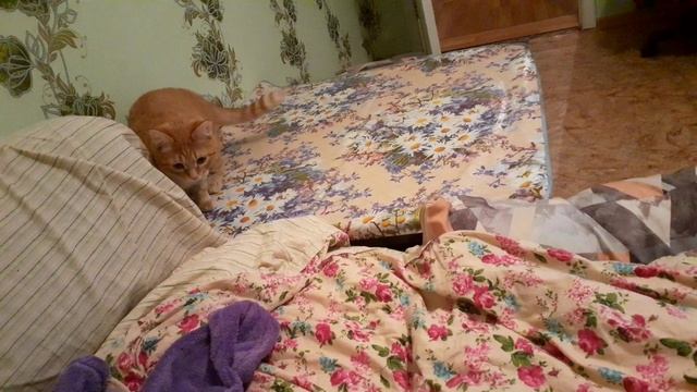 Я в шоке? Кот с собачим характером? Котик? приносит палочку? смотреть онлайн